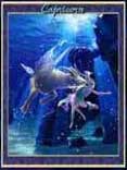 CAPRICORN